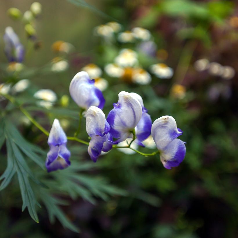 Aconitum cammarum Bicolor - Aconito (Fioritura)