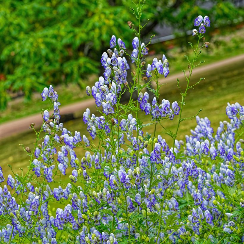 Aconitum cammarum Bicolor - Aconito (Porto)