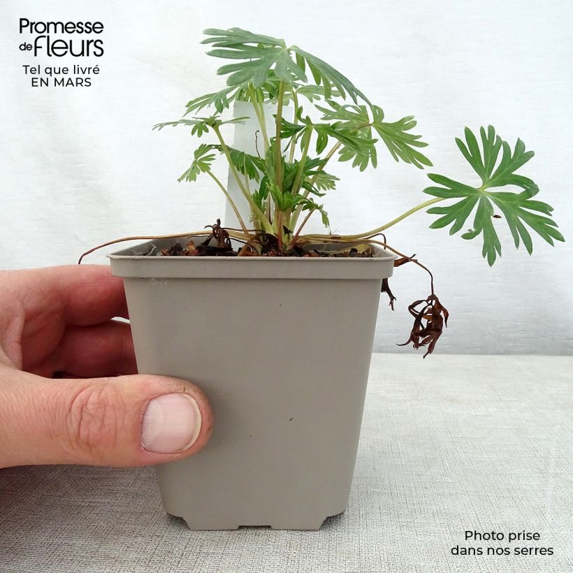 Aconitum Stainless Steel Vasetto da 8/9 cm esemplare consegnato in primavera