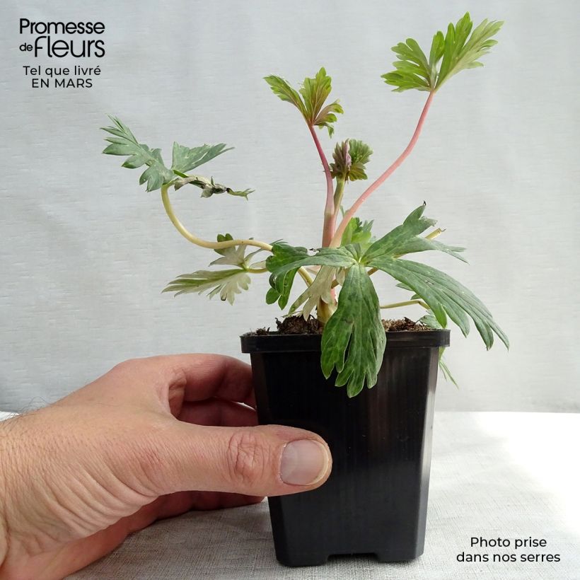 Example of Aconitum carmichaelii Arendsii - Aconito Vasetto da 8/9 cm as you get in printemps