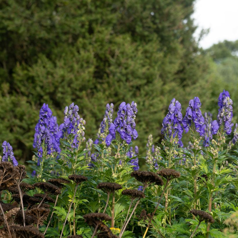 Aconitum carmichaelii Arendsii - Aconito (Plant habit)