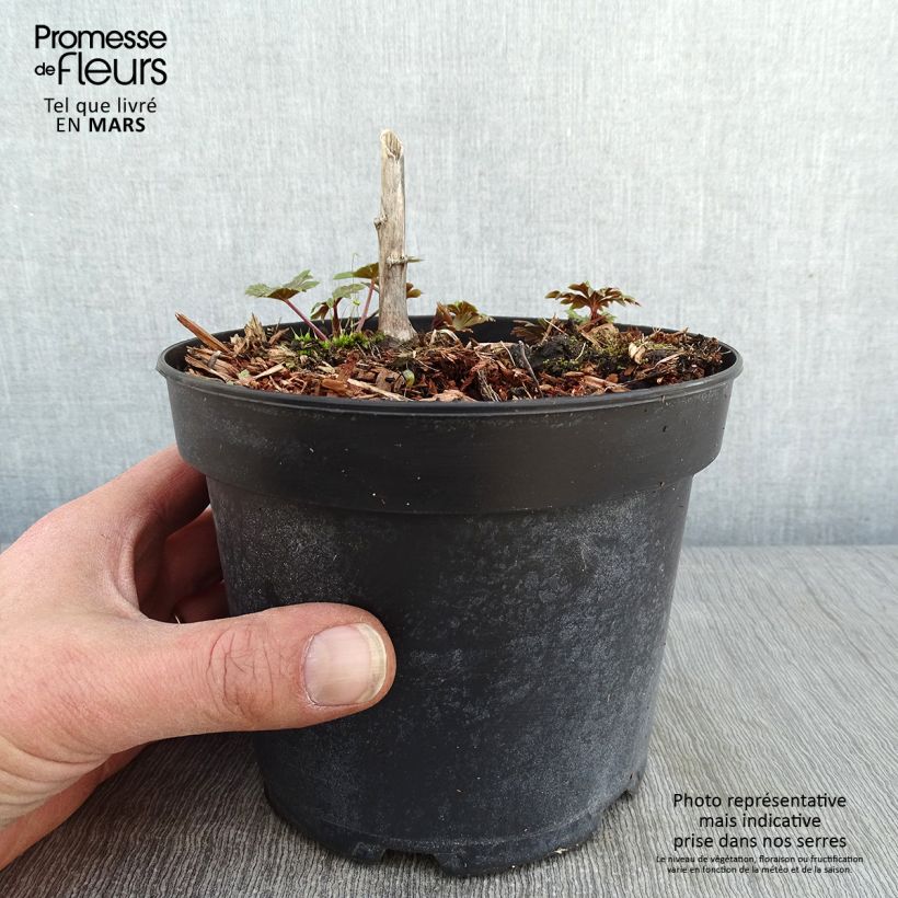 Example of Aconitum carmichaelii Arendsii - Aconito Vaso da 2L/3L as you get in hiver