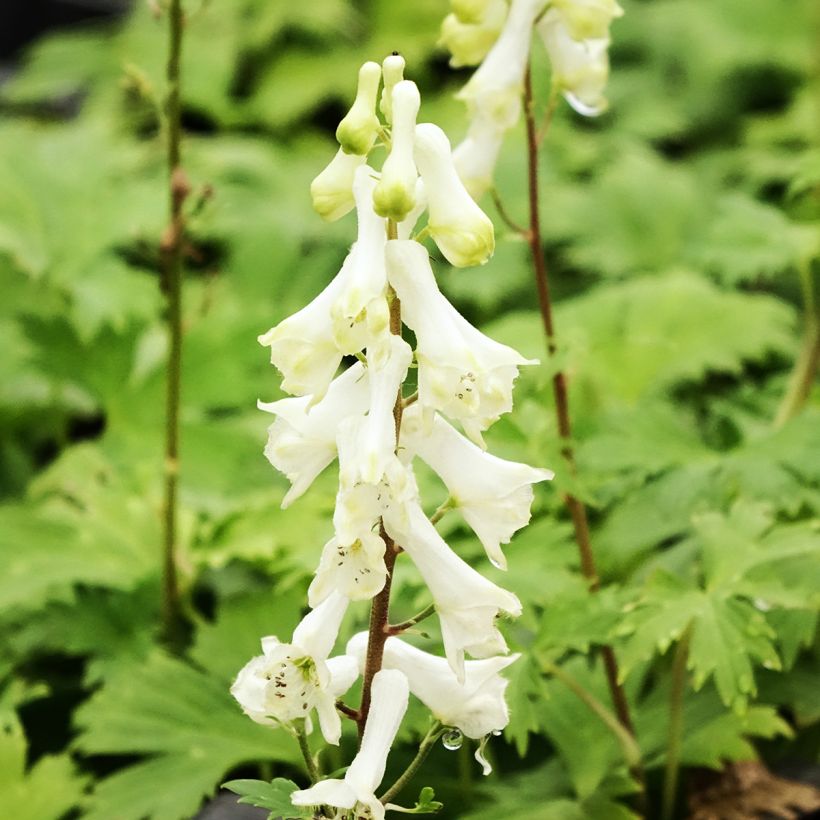 Aconitum septentrionale Ivorine (Fioritura)