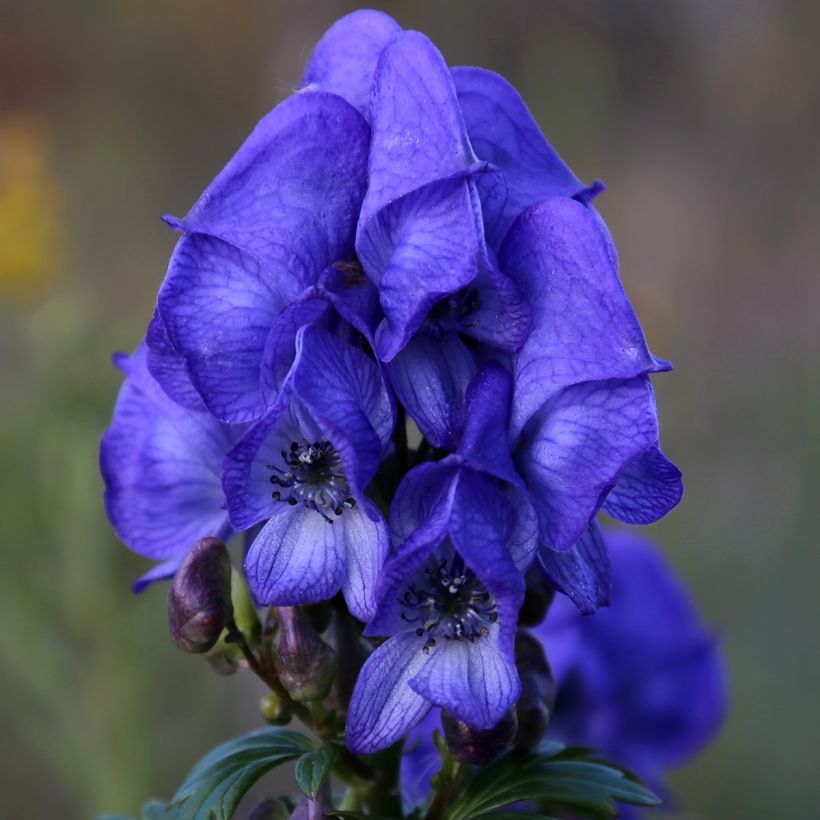 Aconitum fischeri - Aconito (Fioritura)