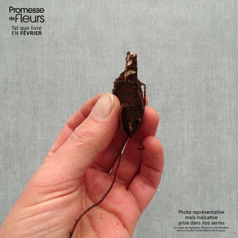 Aconitum fischeri - Aconito Piante piccole a radice nuda esemplare consegnato in inverno