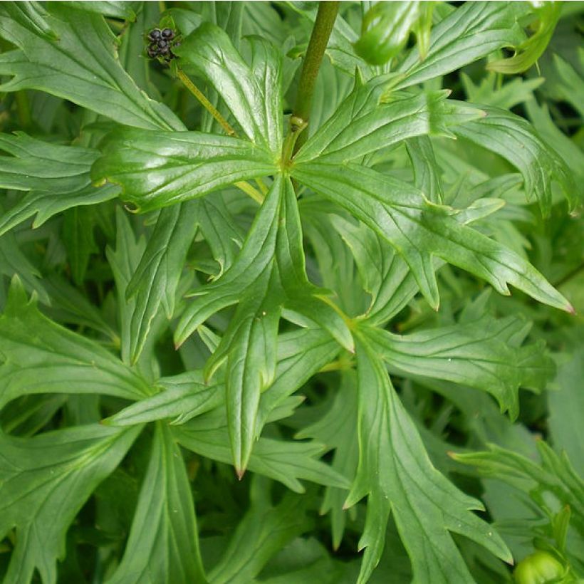 Aconitum henryi Spark's Variety (Foliage)