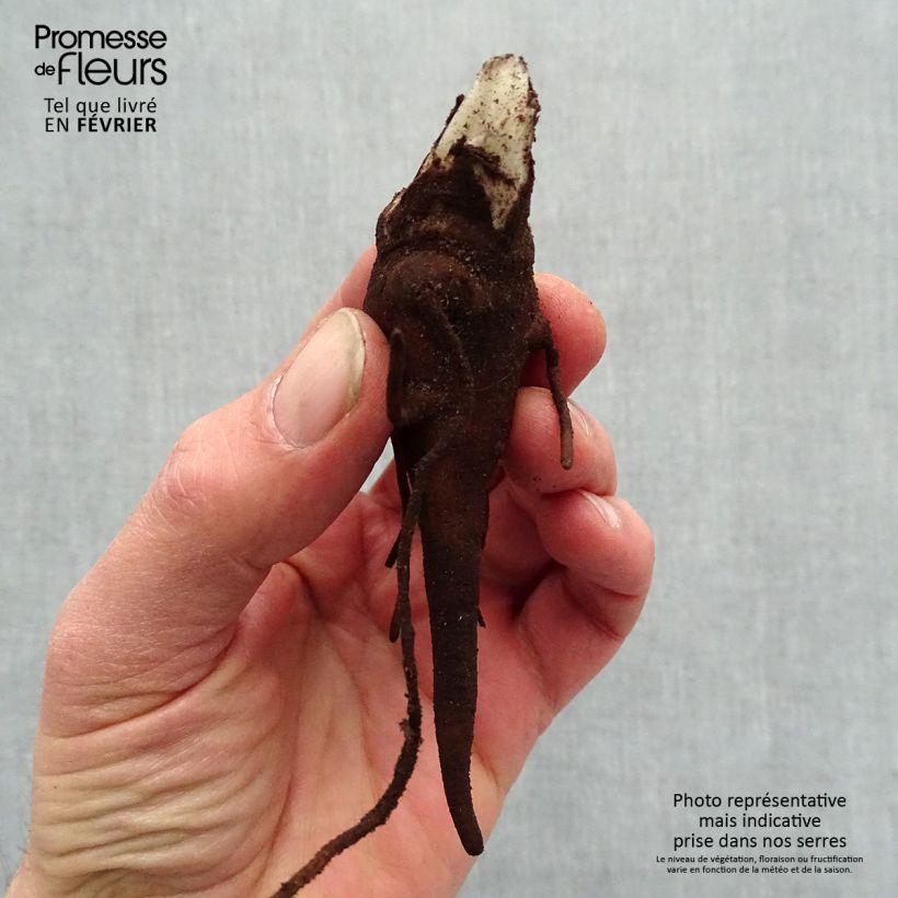 Aconitum carmichaelii Royal Flush - Aconito Piante piccole a radice nuda esemplare consegnato in inverno