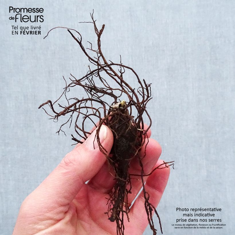 Aconitum napellus - Aconito napello Piante piccole a radice nuda esemplare consegnato in inverno