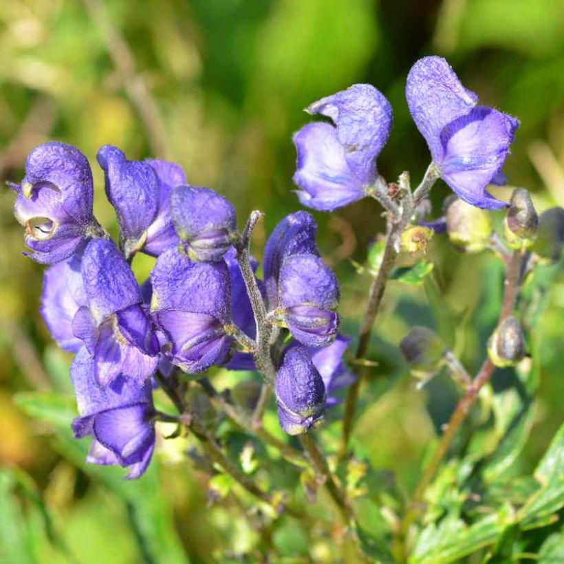 Aconitum napellus subsp. vulgare - Aconito napello (Flowering)