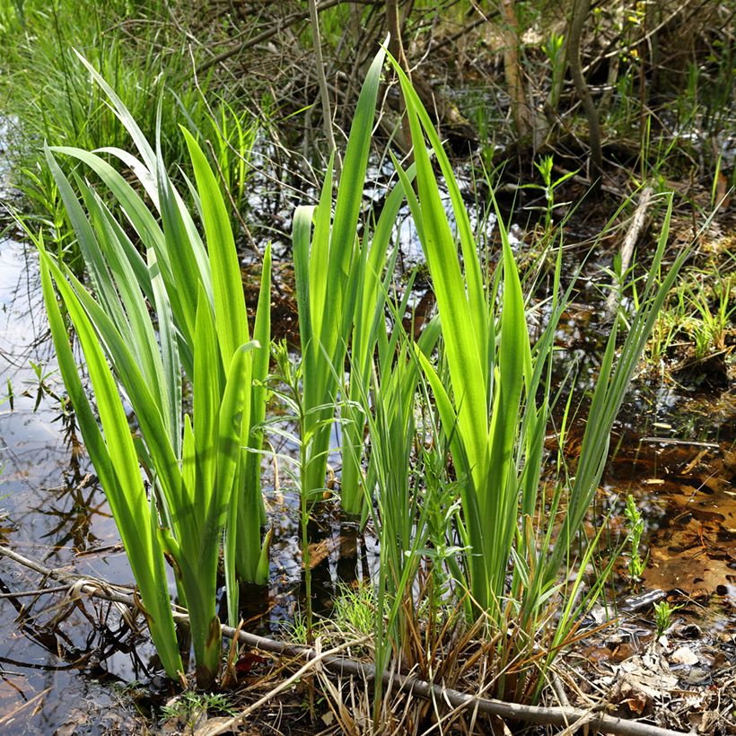 Acorus calamus - Calamo aromatico (Plant habit)