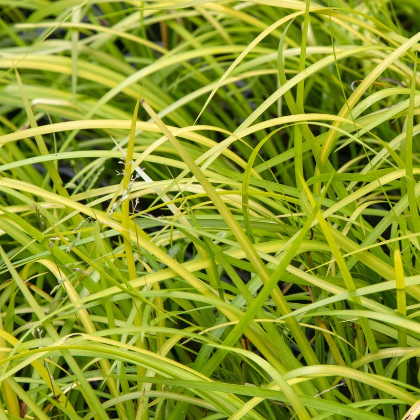 Acorus gramineus - Piccolo calamo (Foliage)