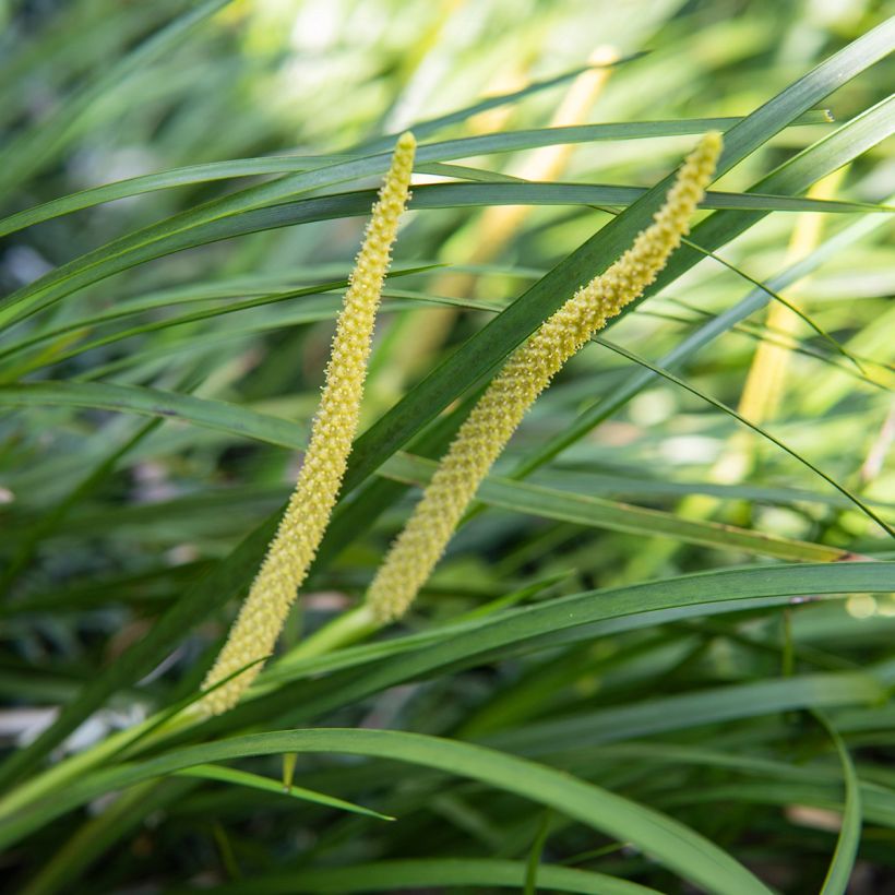 Acorus gramineus - Piccolo calamo (Flowering)