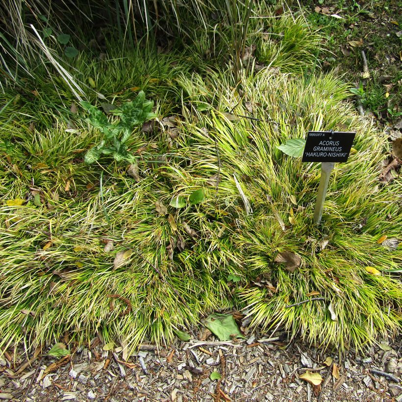 Acorus gramineus Hakuro Nishiki - Piccolo calamo (Plant habit)