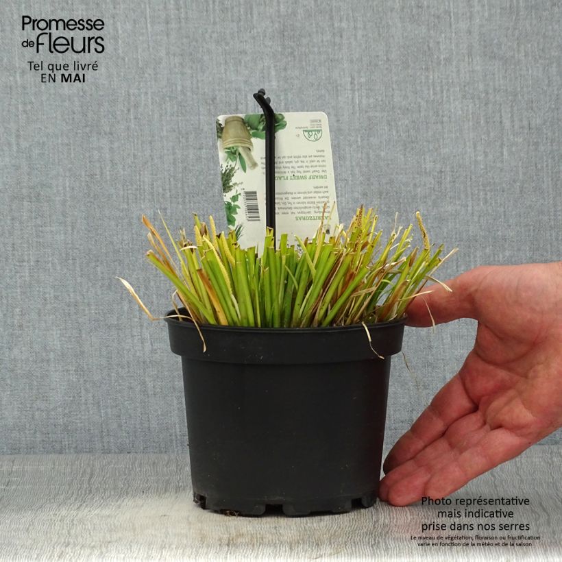 Acorus gramineus Licorice - Piccolo calamo Vaso da 1,5L/2L esemplare consegnato in primavera