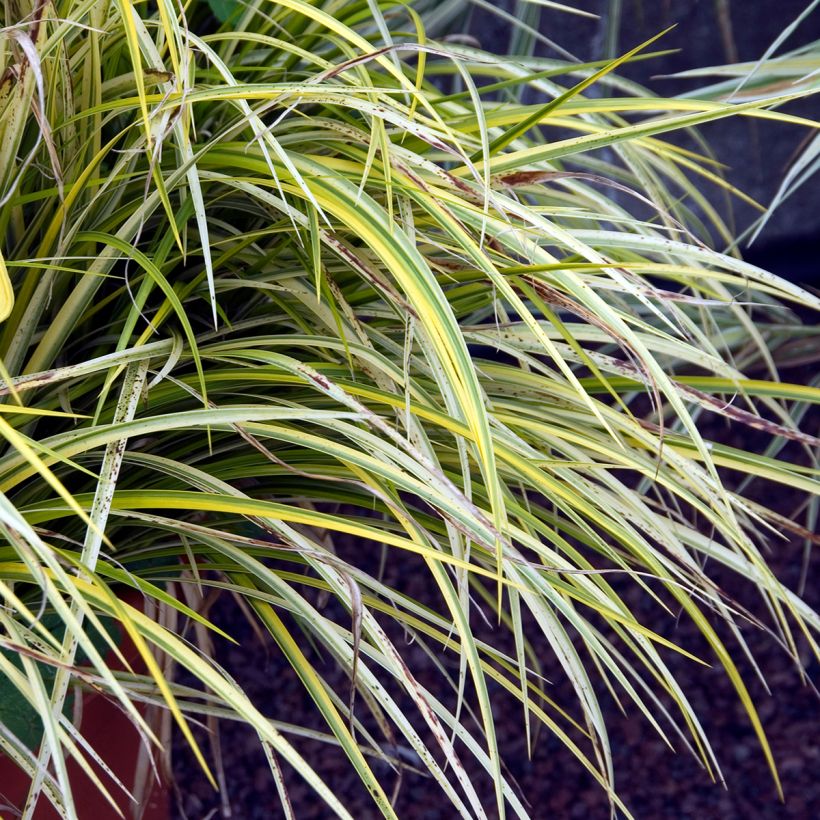 Acorus gramineus Ogon - Piccolo calamo (Fogliame)