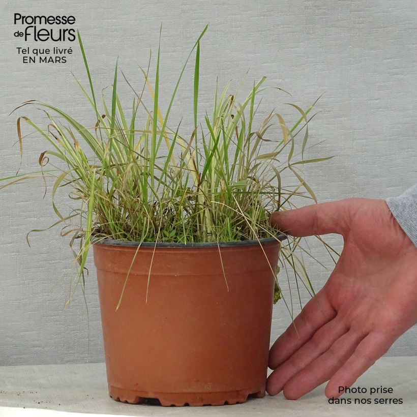 Example of Acorus gramineus Variegatus - Piccolo calamo Vaso da 2L/3L as you get in printemps