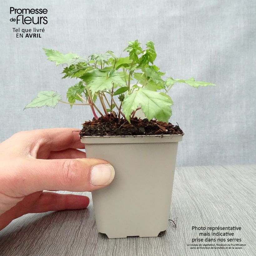 Actaea japonica Cheju-Do - Cimicifuga Vasetto da 8/9 cm esemplare consegnato in primavera