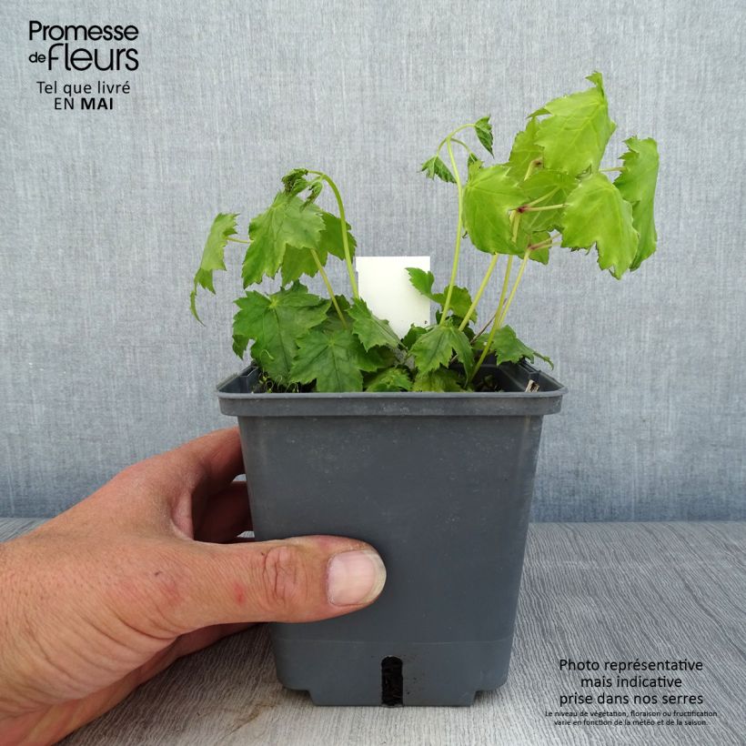 Actaea japonica Cheju-Do - Cimicifuga Vaso da 1L/1,5L esemplare consegnato in primavera
