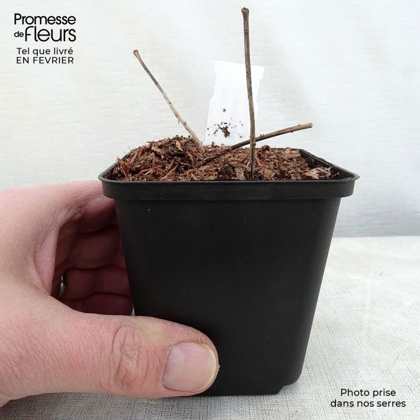 Actaea dahurica - Cimicifuga Vasetto da 8/9 cm esemplare consegnato in inverno