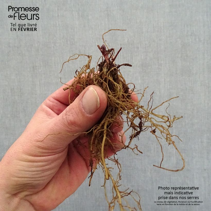 Actaea pachypoda Misty Blue - Occhi di bambola Piante piccole a radice nuda esemplare consegnato in inverno