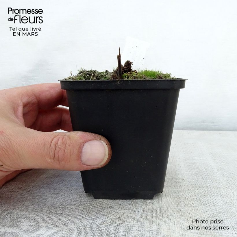 Actaea rubra Vasetto da 8/9 cm esemplare consegnato in primavera