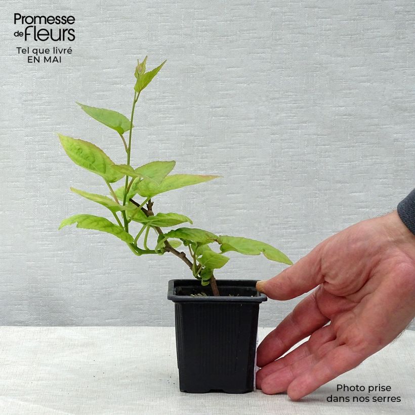 Example of Actinidia kolomikta - Kiwi tricolore Vasetto da 8/9 cm as you get in printemps