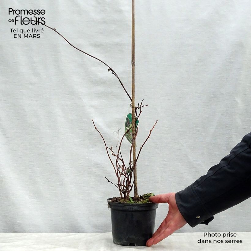 Actinidia pilosula - Kiwi ornamentale Vaso da 2L/3L esemplare consegnato in primavera