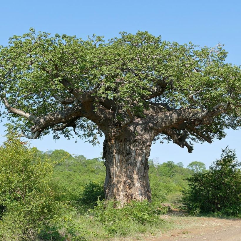 Adansonia digitata - Baobab africano (Plant habit)