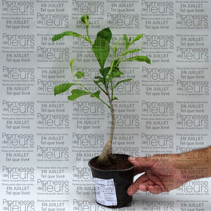 Example of Adansonia digitata - Baobab africano Vaso da 20L/25L as you get in ete