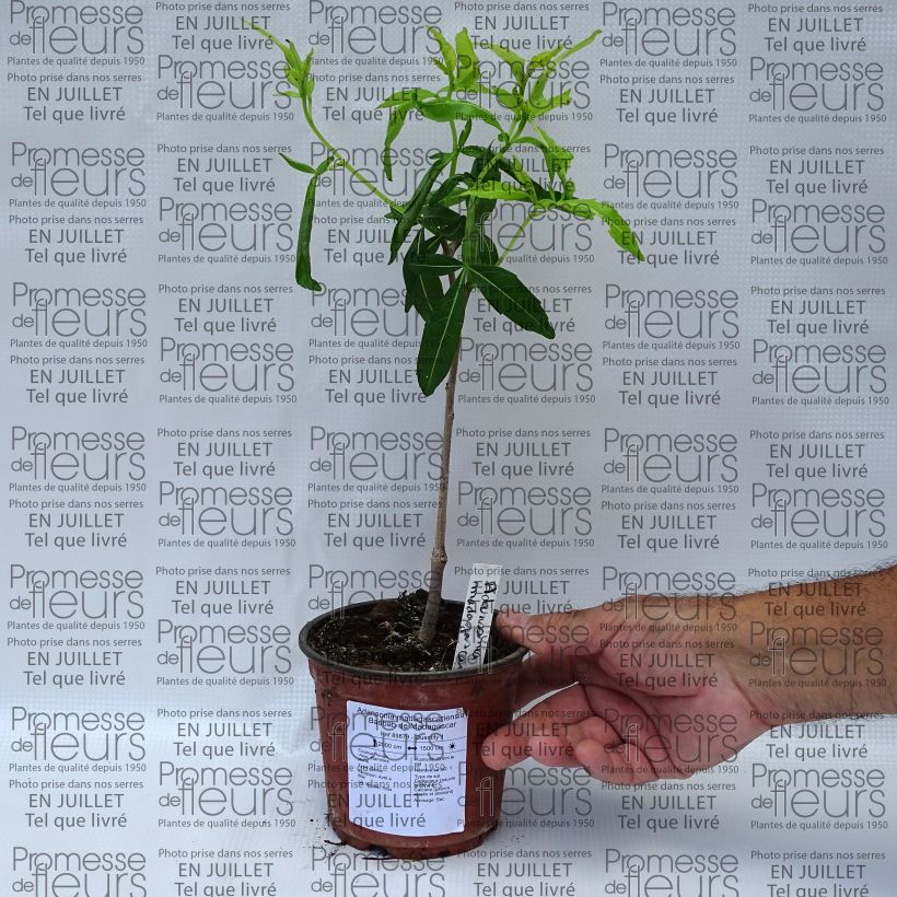 Esemplare di Adansonia madagascariensis - Baobab del Madagascar Vaso da Ø 12 cm / 13 cm consegnato in estate