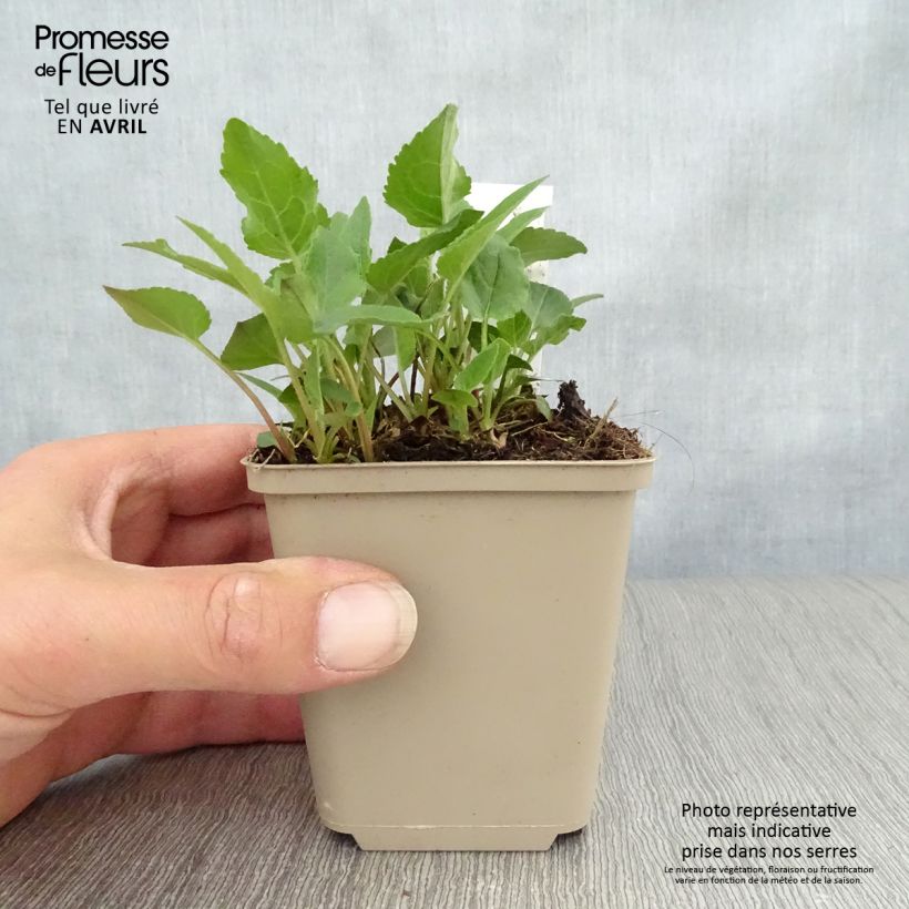 Example of Adenophora confusa Fairy Bells Gaudi Violet Vasetto da 8/9 cm as you get in printemps