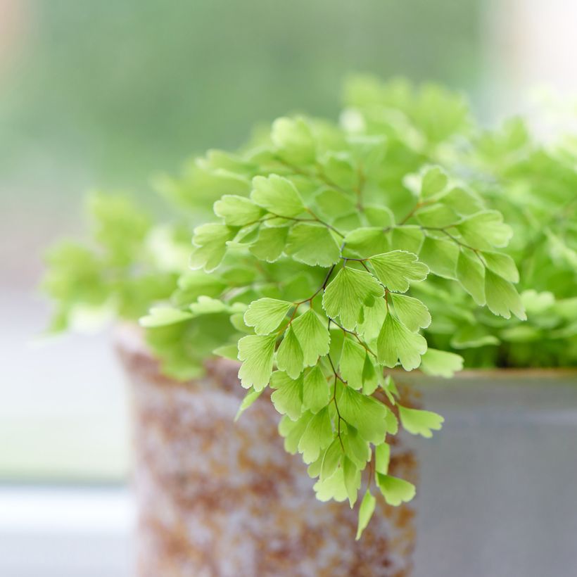 Adiantum Fritz Lüthi - Felce capelvenere (Fogliame)