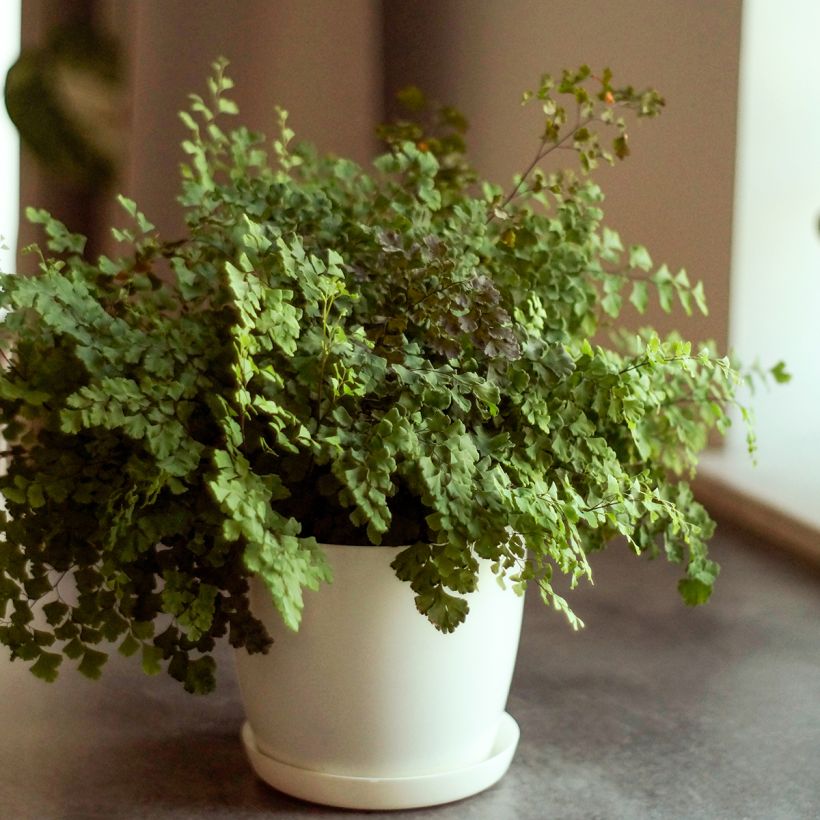 Adiantum Fritz Lüthi - Felce capelvenere (Porto)