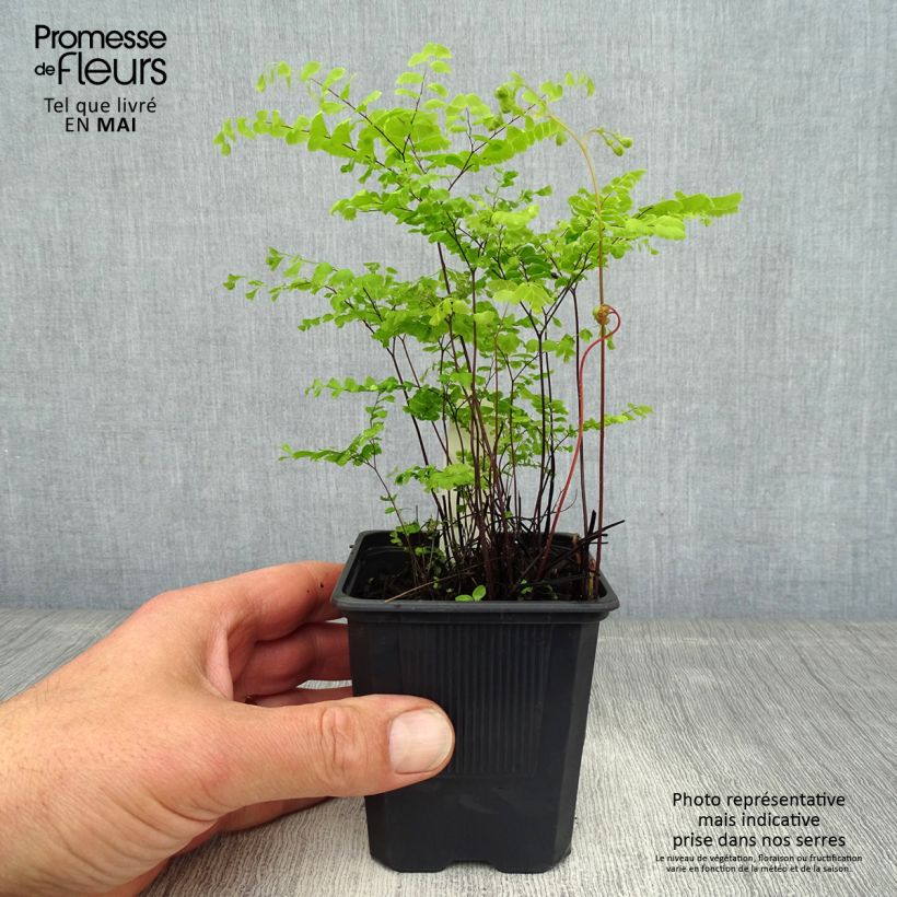 Example of Adiantum pedatum - Felce capelvenere Vasetto da 8/9 cm as you get in printemps