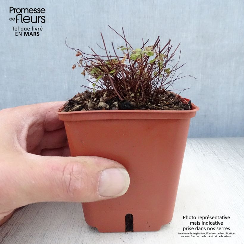 Adiantum pedatum Imbricatum - Fougère capillaire Vasetto da 8/9 cm esemplare consegnato in primavera