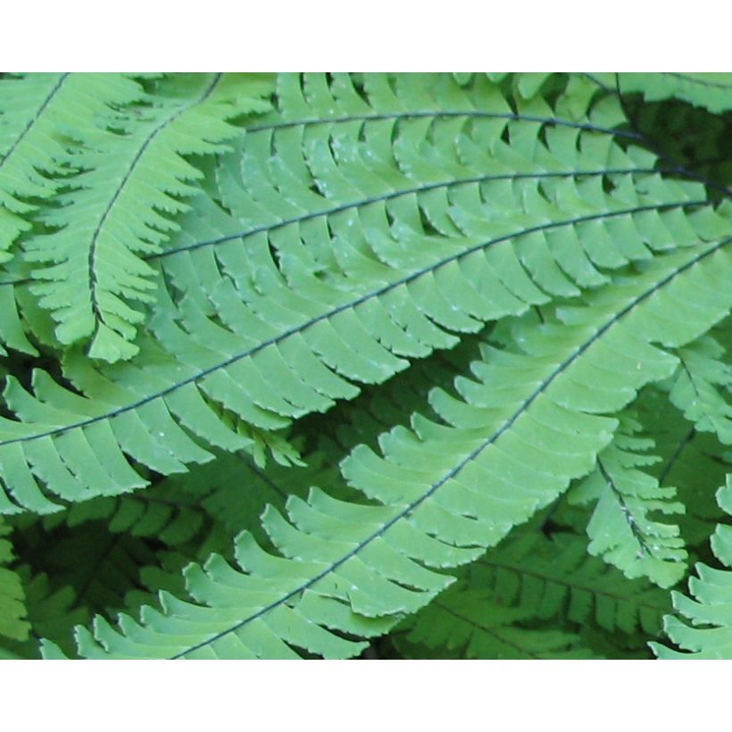 Adiantum pedatum - Felce capelvenere (Foliage)