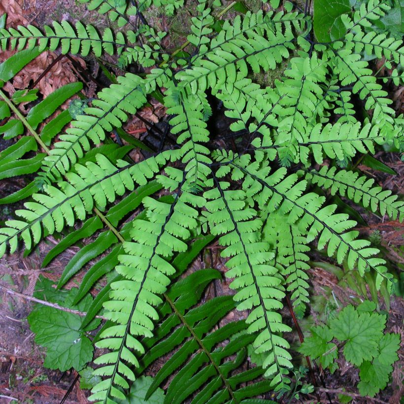 Adiantum pedatum - Felce capelvenere (Plant habit)