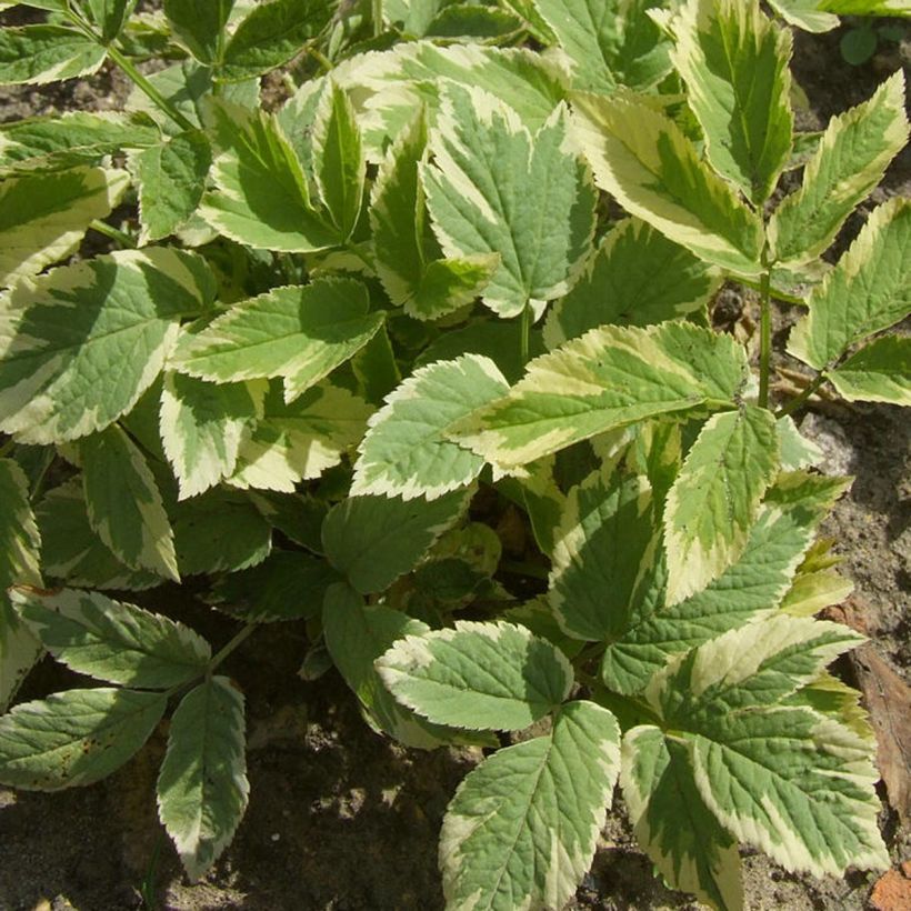 Aegopodium podagraria Variegata - Girardina silvestre (Fogliame)
