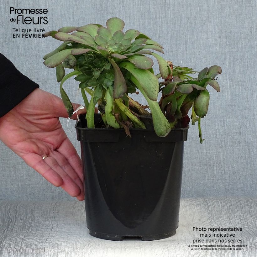 Aeonium arboreum Garnet Vaso da 3L/4L esemplare consegnato in inverno