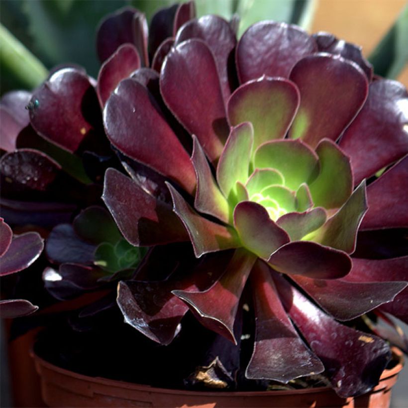 Aeonium arboreum var. atropurpureum Zwartkop (Flowering)