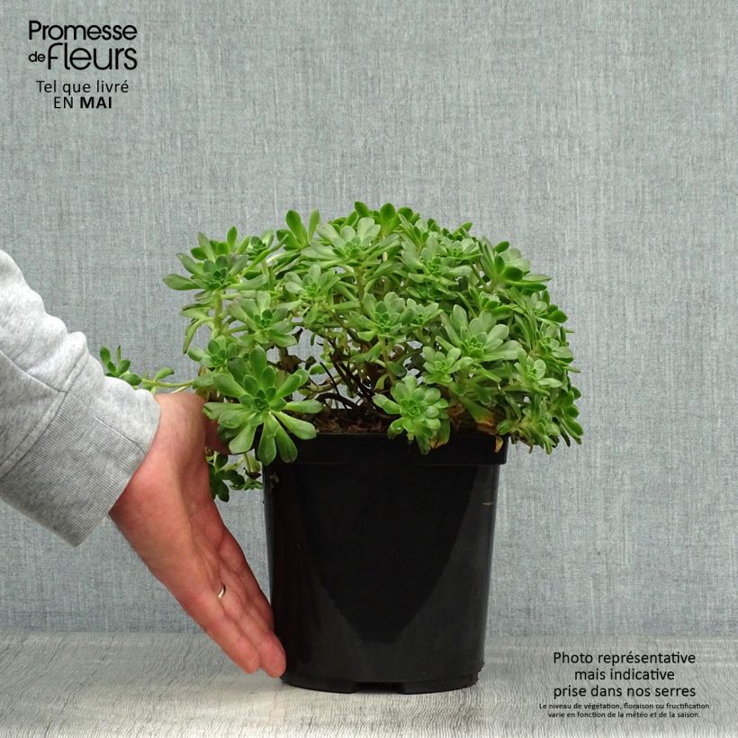 Example of Aeonium occidentale Vaso da 3L/4L as you get in printemps