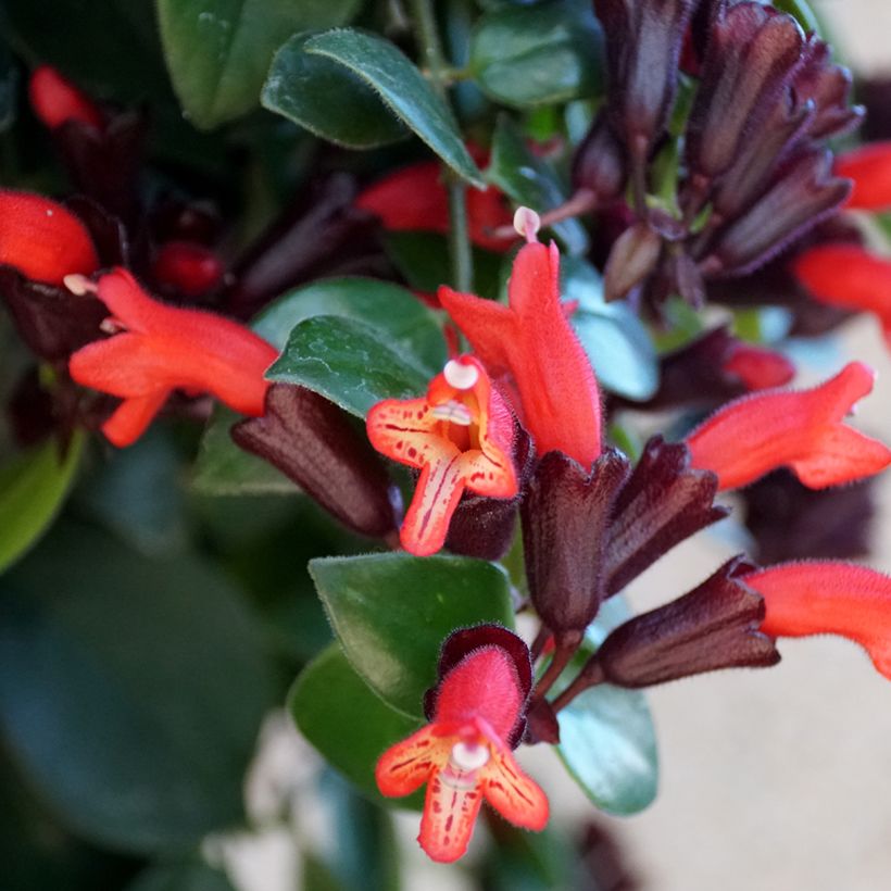 Aeschynanthus Mona Lisa - Escinanto (Flowering)