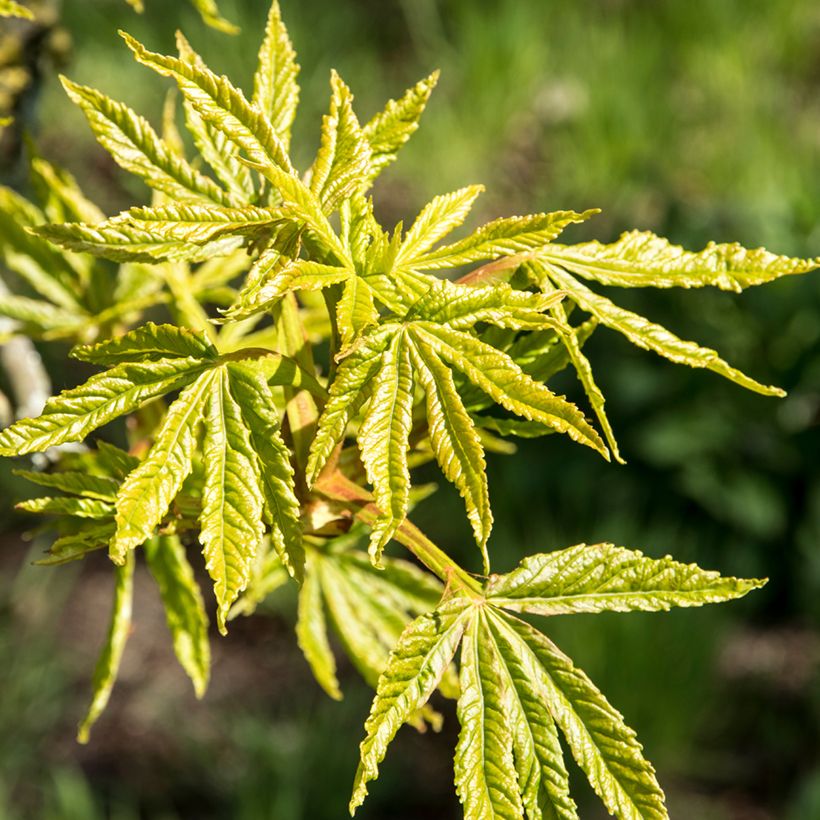 Aesculus Digitata - Ippocastano (Foliage)