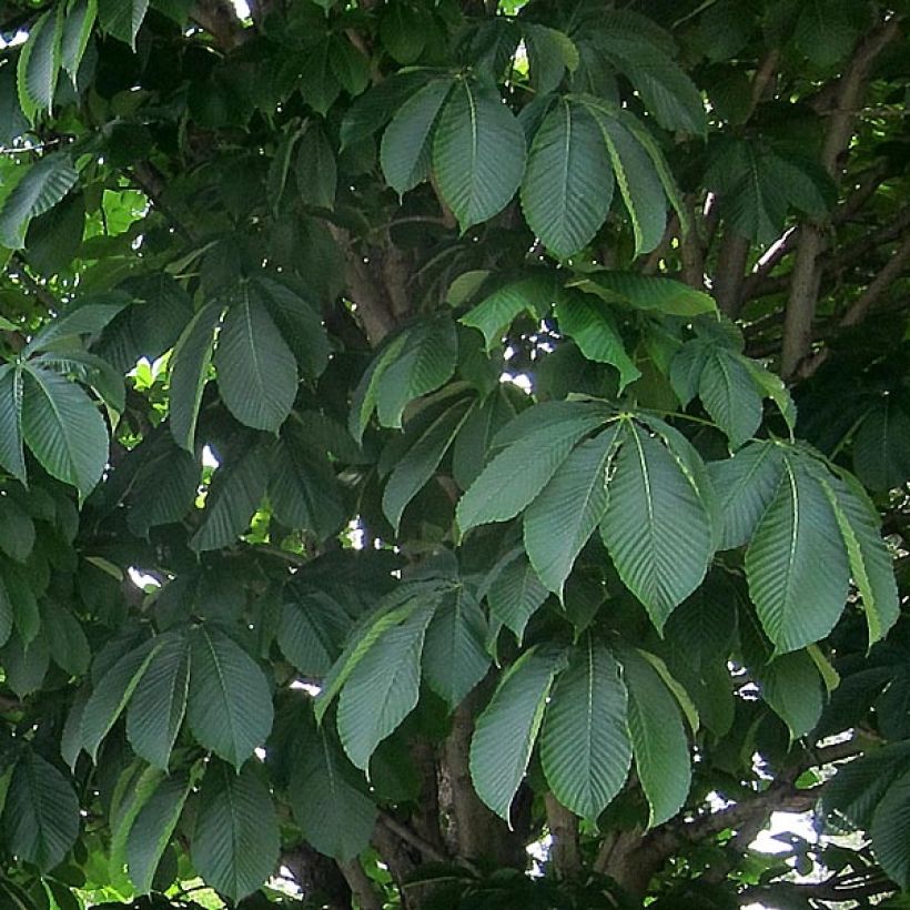 Aesculus carnea Briotii - Ippocastano rosso (Fogliame)