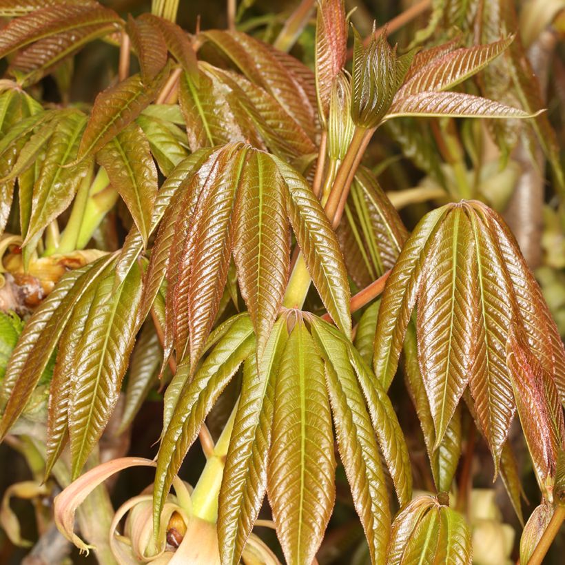 Aesculus chinensis - Ippocastano (Fogliame)