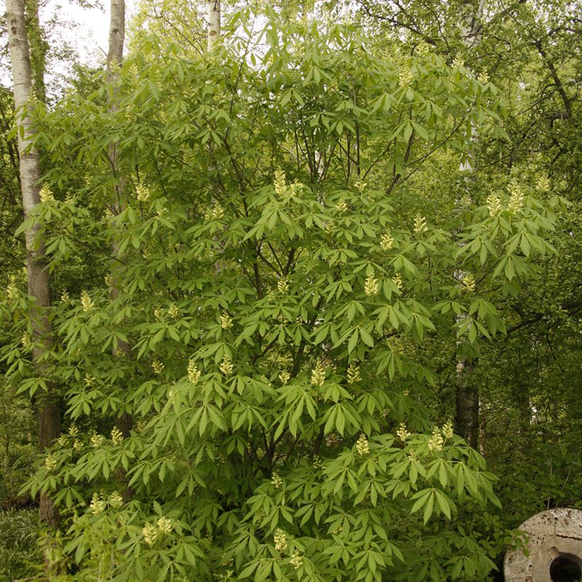 Aesculus x glaucescens - Ippocastano hibrido (Plant habit)