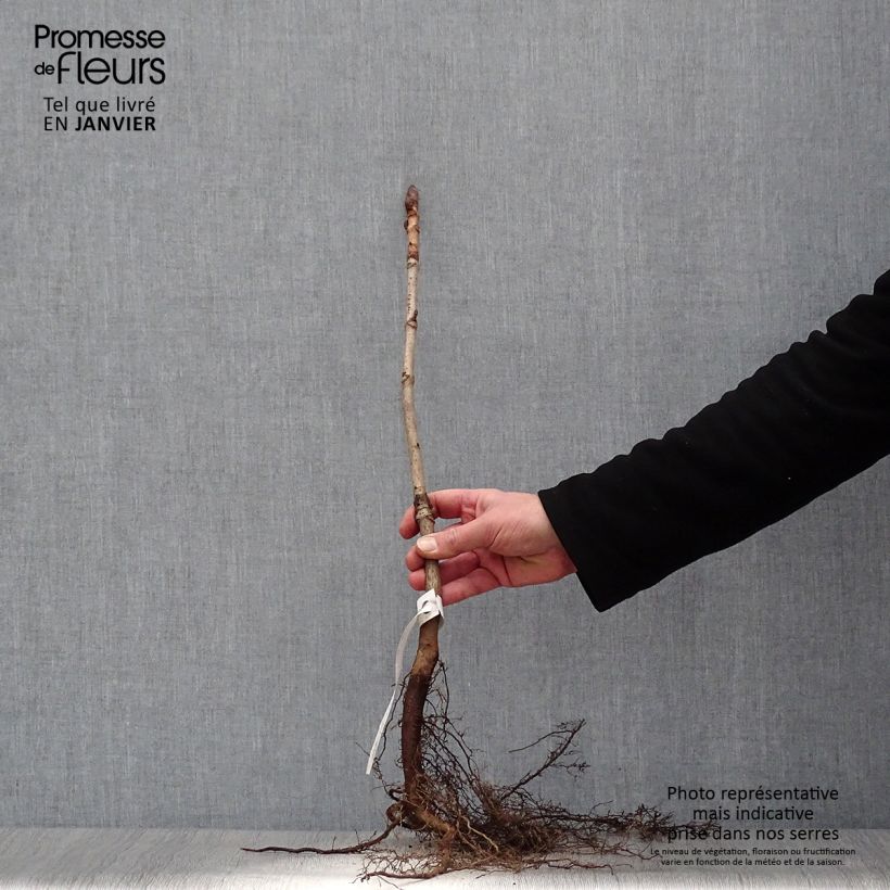 Example of Aesculus hippocastanum Piante piccole a radice nuda as you get in hiver