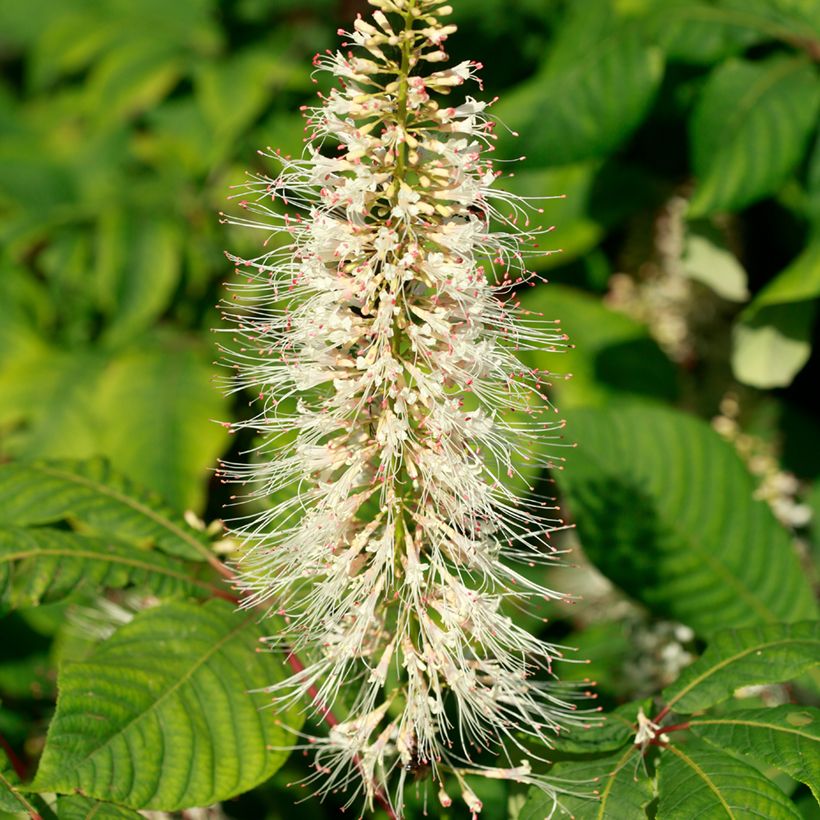 Aesculus parviflora - Ippocastano nano (Flowering)