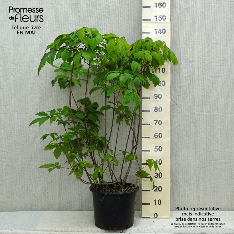 Example of Aesculus parviflora - Ippocastano nano Vaso da 20L/25L as you get in printemps