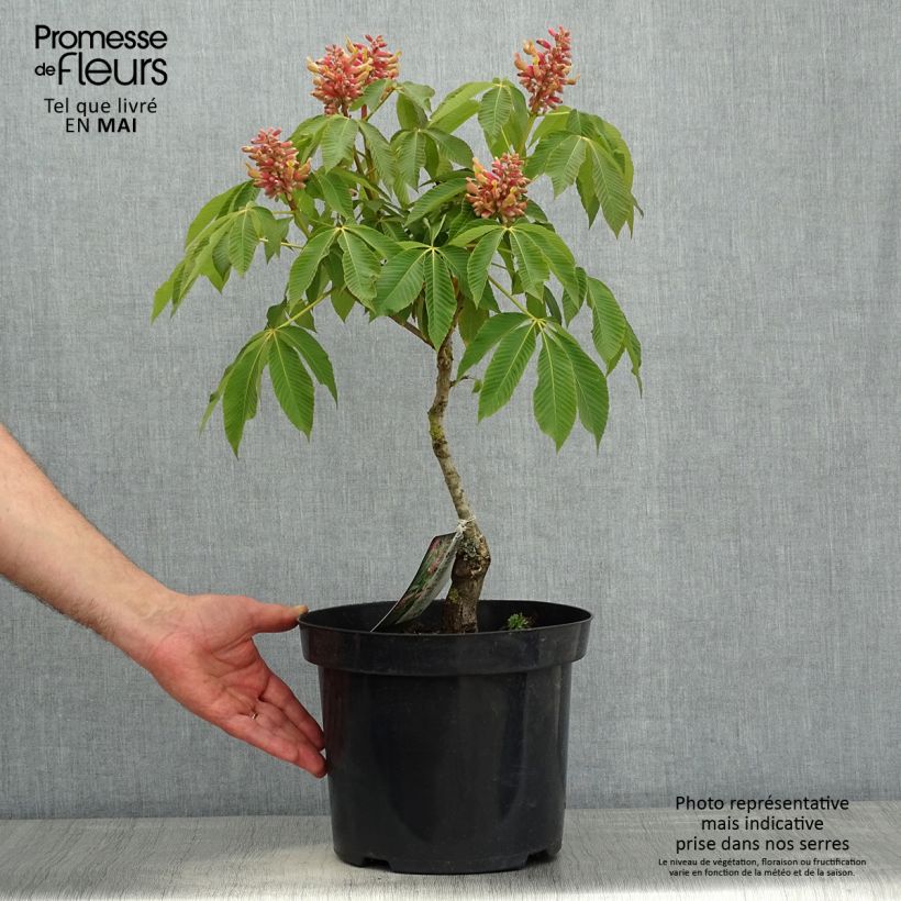 Aesculus pavia Koehnei - Ippocastano rosso nano Vaso da 7,5L/10L esemplare consegnato in primavera